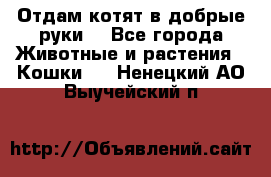 Отдам котят в добрые руки. - Все города Животные и растения » Кошки   . Ненецкий АО,Выучейский п.